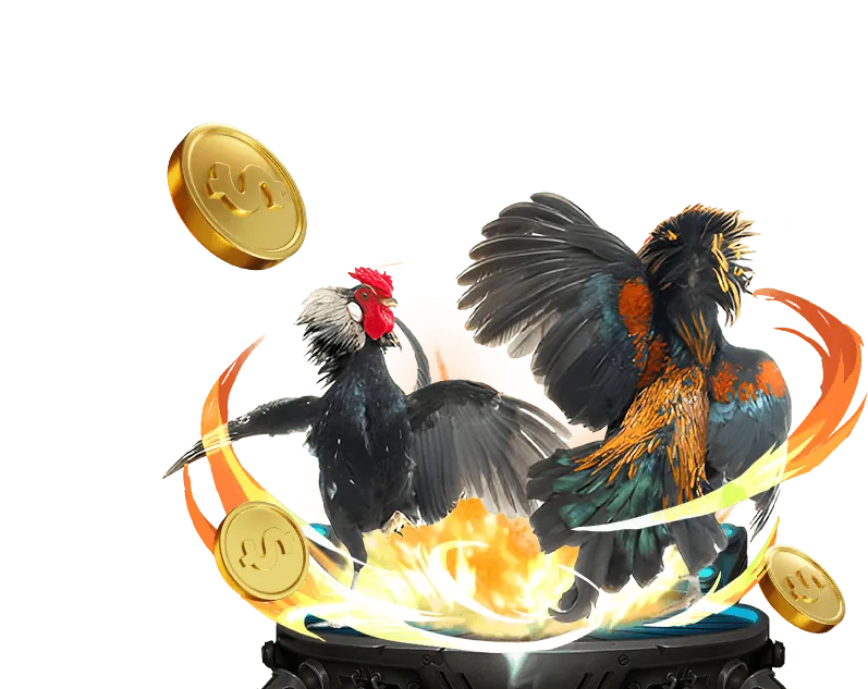 Xem trực tiếp đá gà và đặt cược